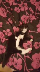 The Continuing Adventures of Cat Three