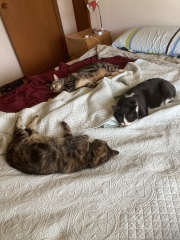 The Continuing Adventures of Cat Three