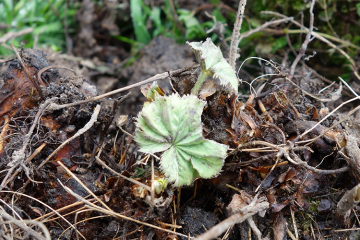 The bane of my life in the garden now