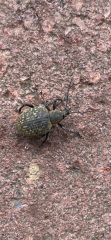What to do about these beetles?!?! (Photos included)