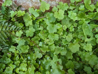 The bane of my life in the garden now