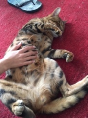 Grieving for my bengal cat