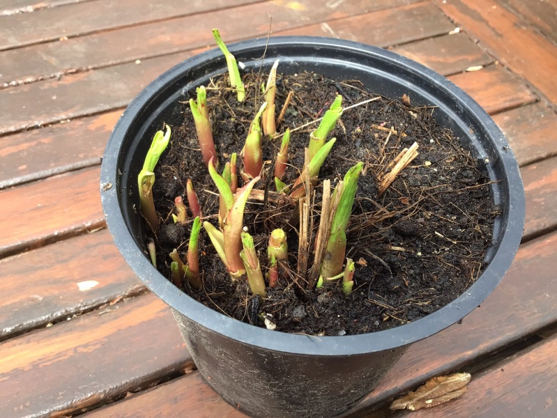 What did I forget to plant last year? ( Photo)