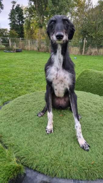 Saluki owners - hair question