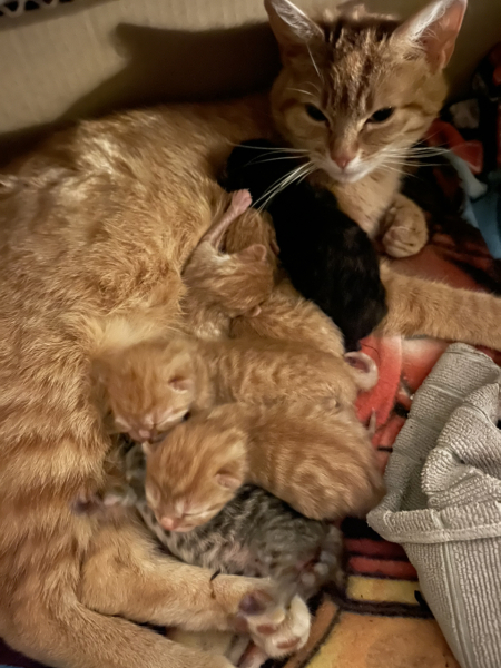Advice please! Cat close to birth?
