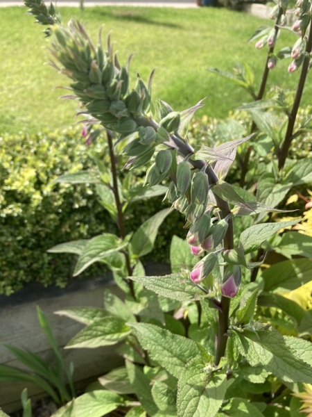 Plant ID - echinacea?