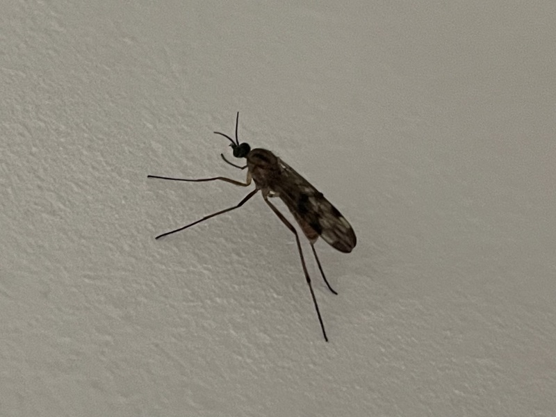 Is this a mosquito?