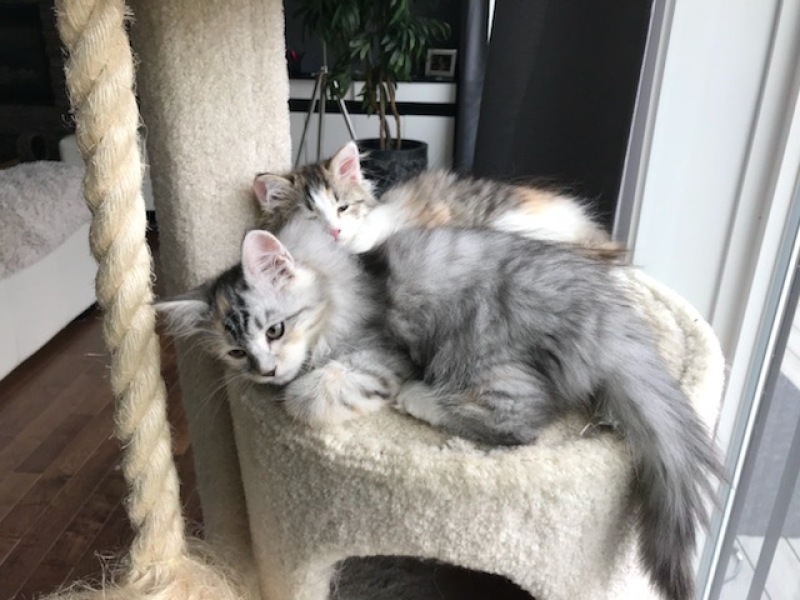 New lovely kitten white and fluffy!