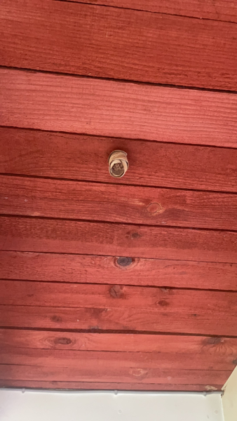 Tiny wasp nest developing