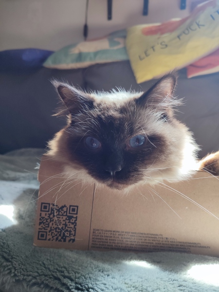 Adopting a rescue ragdoll