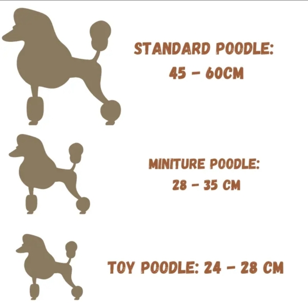 To not get a poodle because I’ve just discovered they need their ears cleaned once a week? 