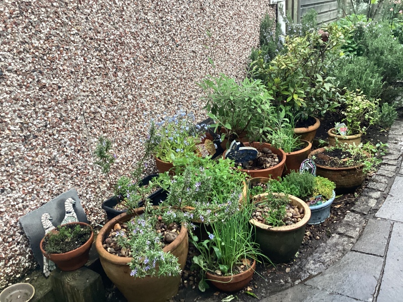 What have you done in the garden today?