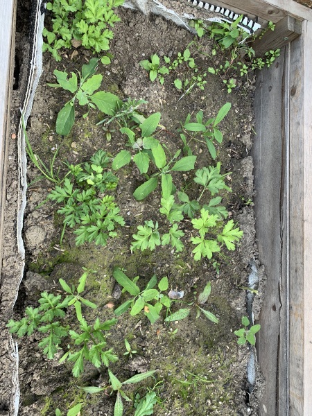 What's wrong with my soil? 