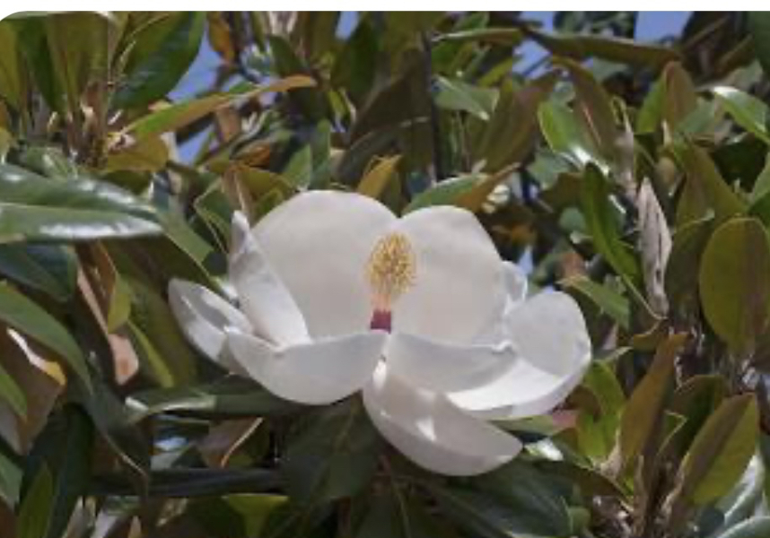 Is this a magnolia?