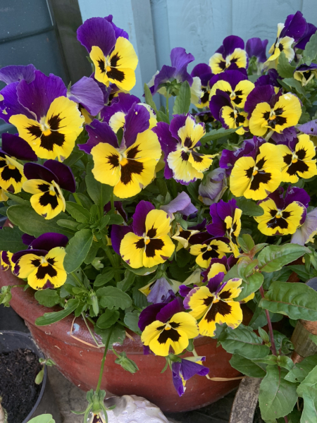 Favourite potted plants