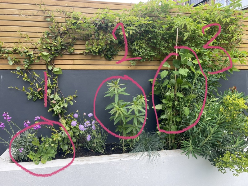Complete Dunce - Weeds or Plants?