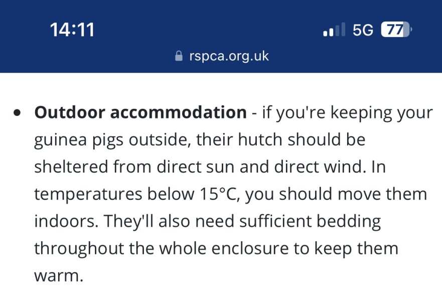Moving guinea pigs outside