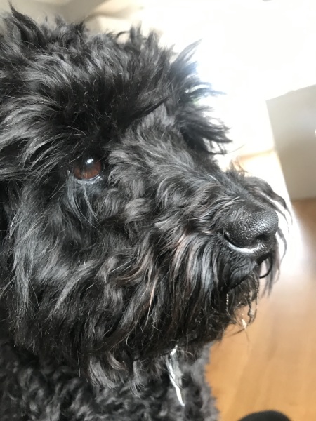 Regret getting puppy - 6 days in