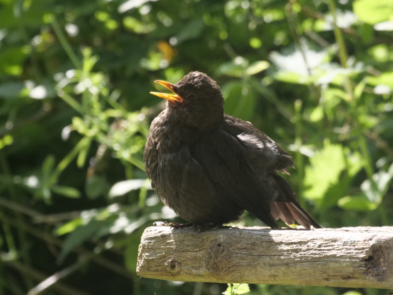 Thread 46 - GCSE Covid Cohort , Searching for Summer Solstice