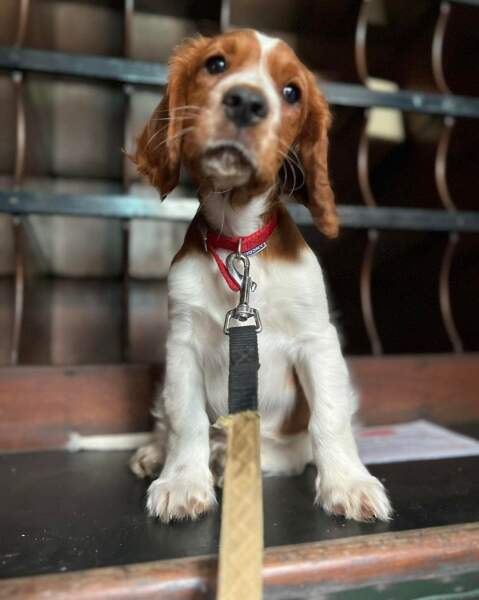 Dog Breeders