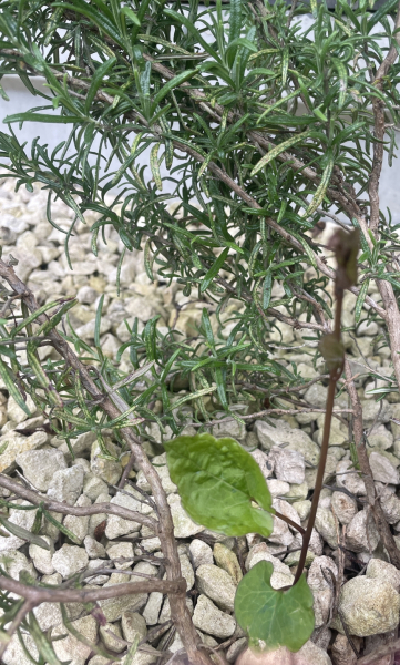 Is this Japanese Knotweed