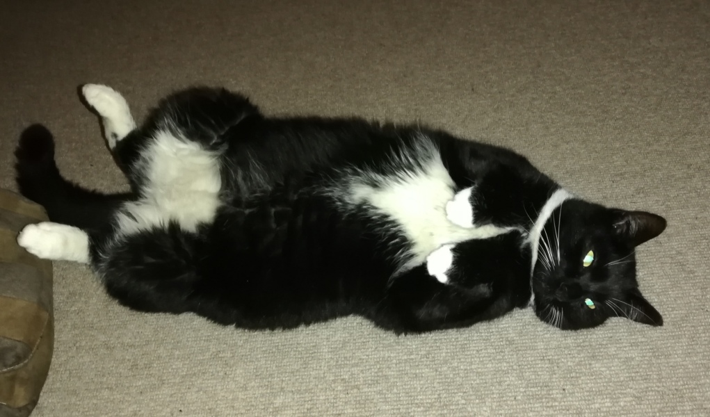 Fat cat/wet food suggestions please 