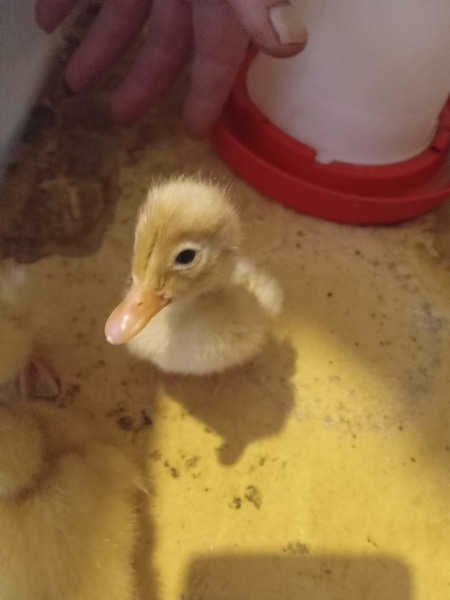 There is no point to this thread, I just wanted to show off my new ducklings!