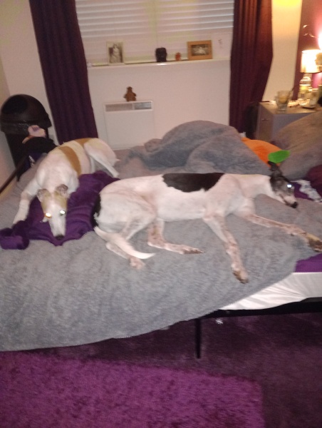 What was in your bed when you woke up this morning?