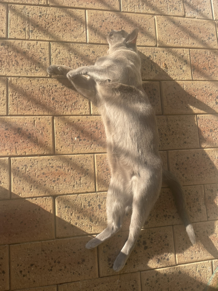 Let's have a happy thread. Show me your kitties.