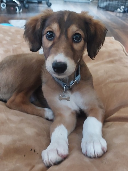 Puppy support group