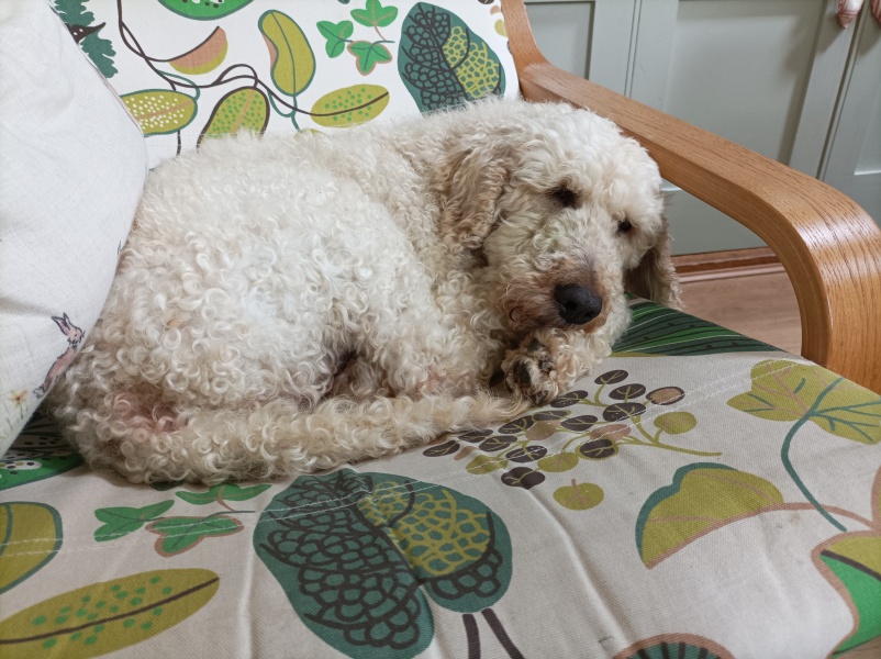 Where are all the poodles?