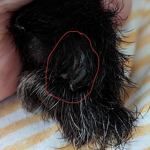 Split claw