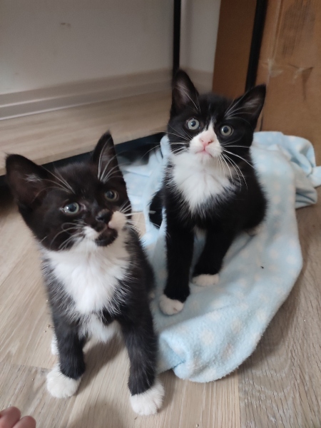New kitten runny poo
