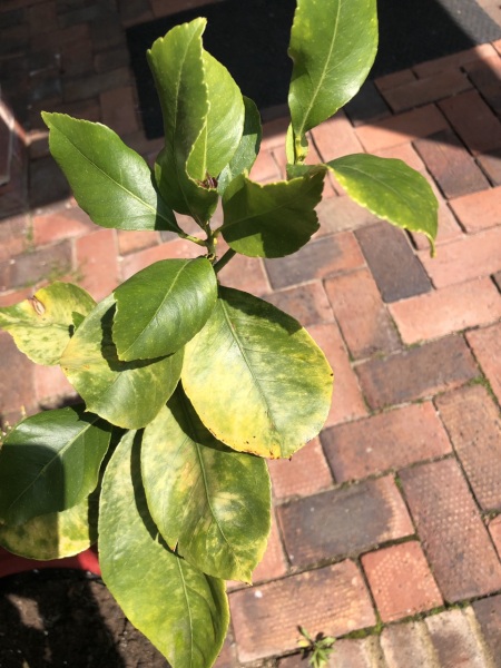 Sad looking lemon tree