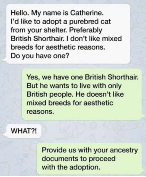 I'd like to be a cat mum and would like some advice