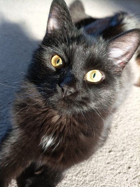 Let's have a happy thread. Show me your kitties.