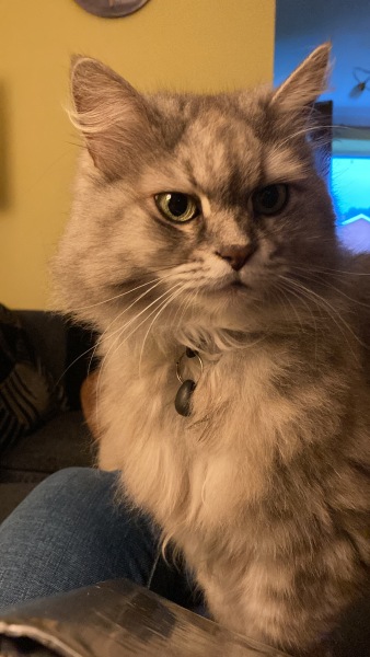 Help me choose a cat