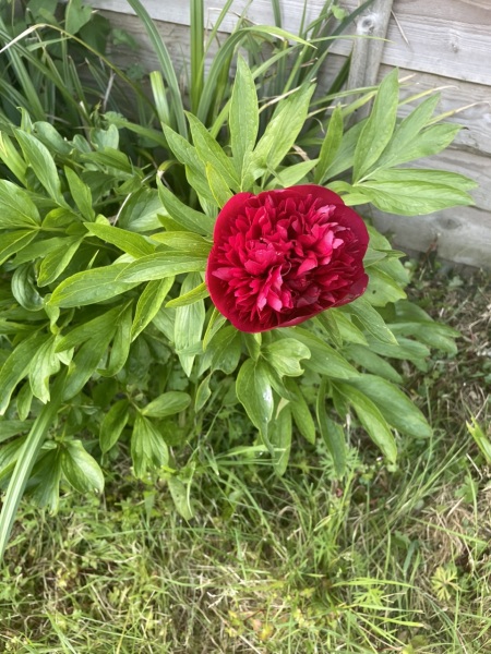 Beautiful Peony