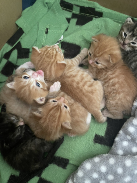 New litter of kittens. Looking for some wisdom!