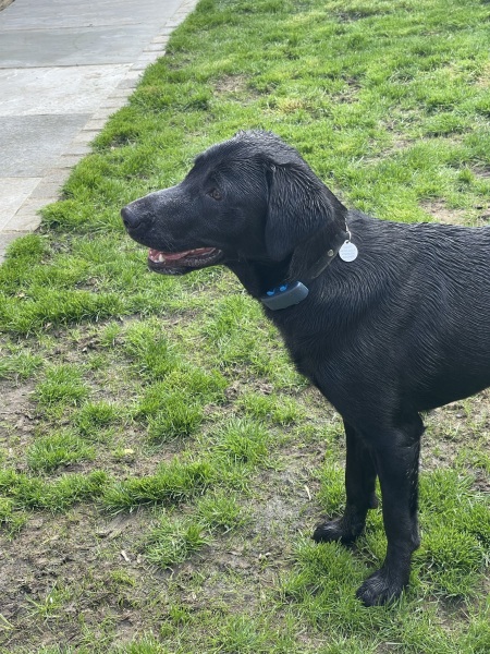 Puppy survival thread part 2