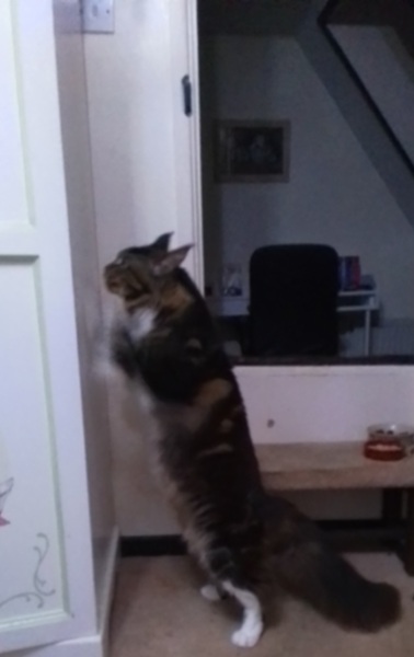 What time does your cat wake you up in the morning?