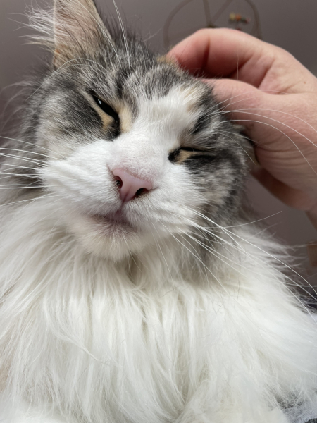 Let's have a happy thread. Show me your kitties.