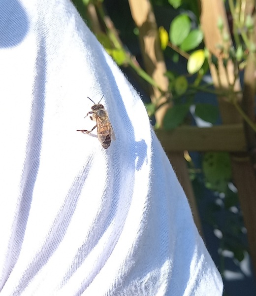 Happy Bee 🐝 day! Share your bee pictures 