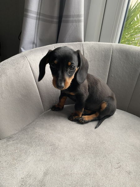 Regret getting puppy - 6 days in