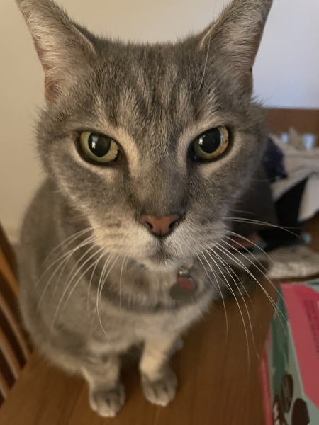 Apple air tags on cats.