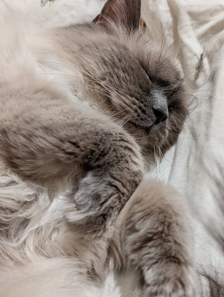 What are rag doll cats like? 