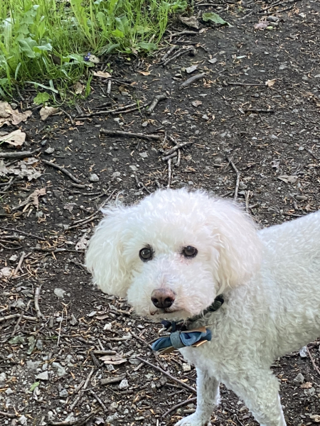 Where are all the poodles?