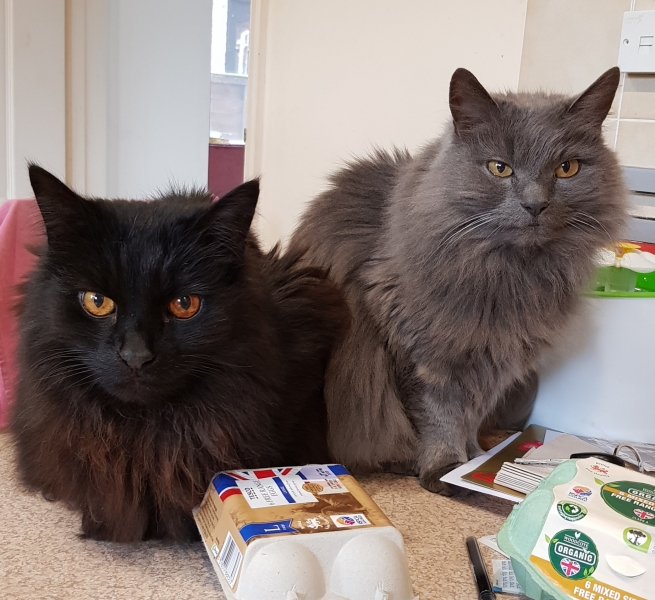Let's have a happy thread. Show me your kitties.