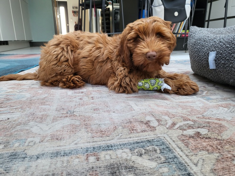 Puppy has been ill and I can't stop worrying