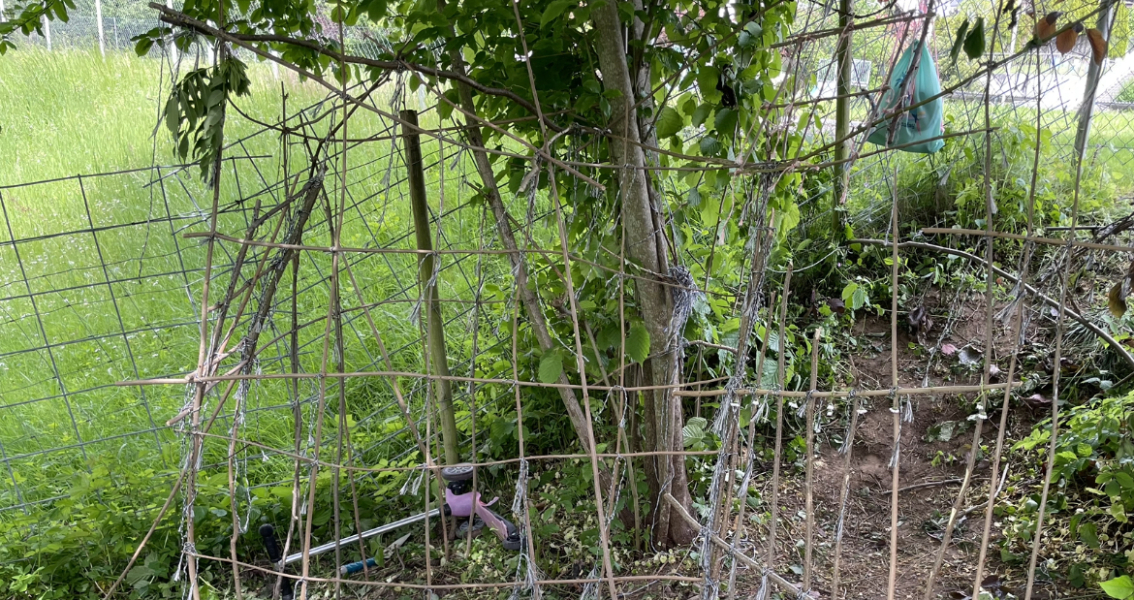 To let DD build a den in the communal garden?